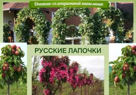 «Русские лапочки». Опытно-селекционный питомник