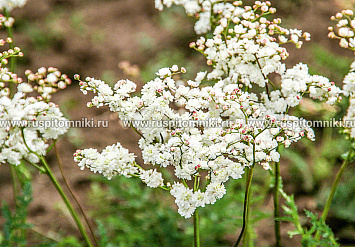 Flore Pleno