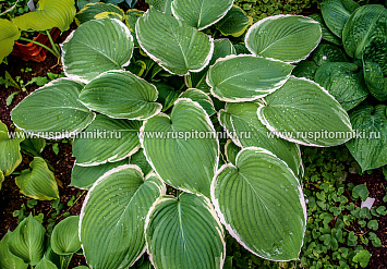 Frosted Jade