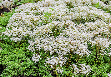 Coral Carpet