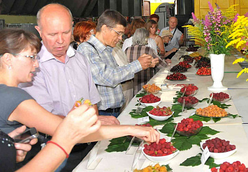 Современные сорта вишни, черешни и малины для Подмосковья