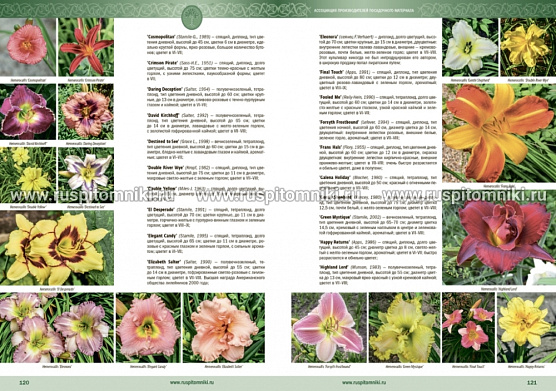 Каталог многолетних травянистых растений, выращиваемых в питомниках АППМ, издание второе, дополненное